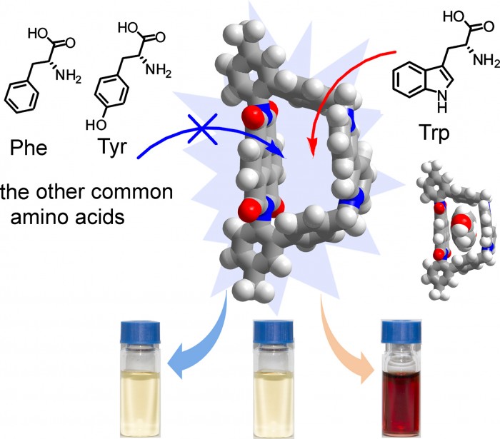 其中,该主体分子可以以二聚体的形式对多种反应性小分子如环戊二烯