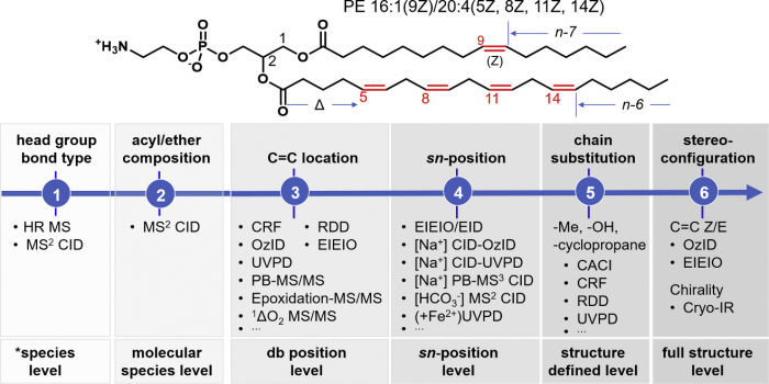 脂质结构深度解析质谱技术进展及应用