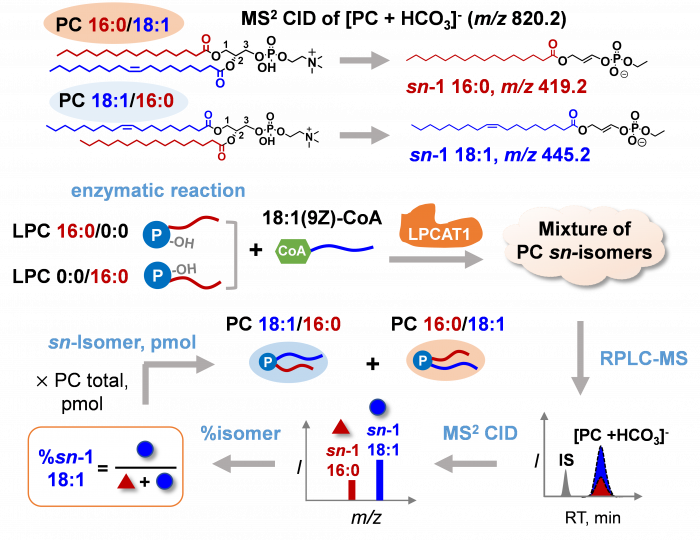 基于质谱的分析方法揭示LPCAT1的sn位置选择性