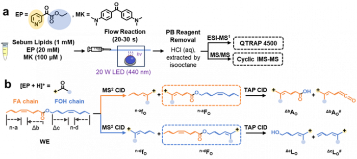 光催化Patern&ograve;-B&uuml;chi反应与离子淌度-质谱联用对皮脂进行鸟枪法分析